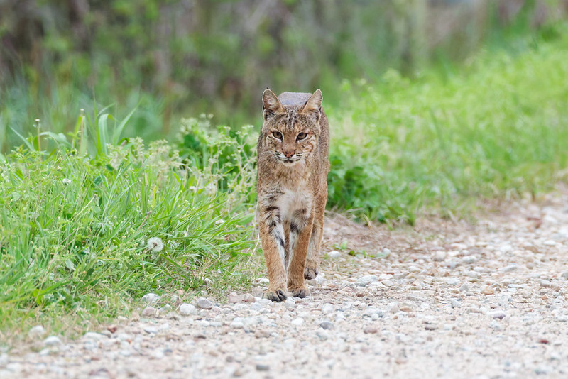 Bobcat walking toward my truck on the auto tour road at Sequoyah National Wildlife Refuge
