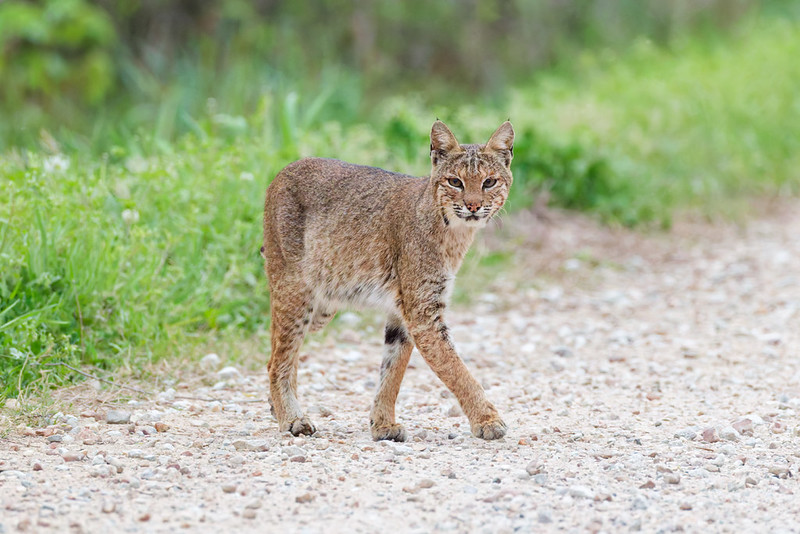 Bobcat walking along the gravel road at Sequoyah National Wildlife Refuge in Oklahoma