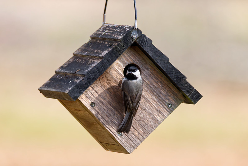 Carolina Chickadee perched at the entrance of a hanging wooden birdhouse against a warm blurred background