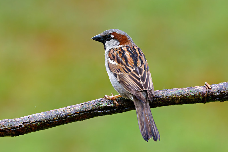 House Sparrow photographed for World Frog and Sparrow Day on a bare branch