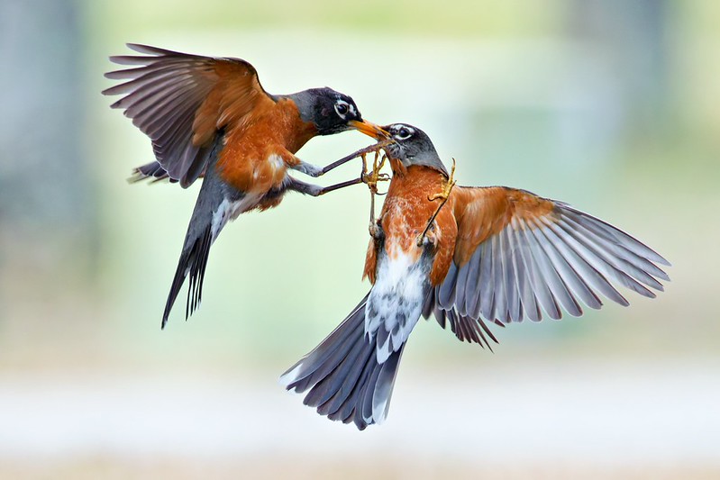 Two American Robins fighting in midair during a territorial dispute