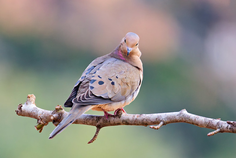 Mourning Dove on a branch with pink iridescent feathers visible on the side of its neck