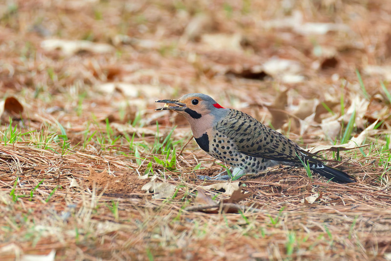 Northern Flicker eating the kernel from a cracked acorn on the ground
