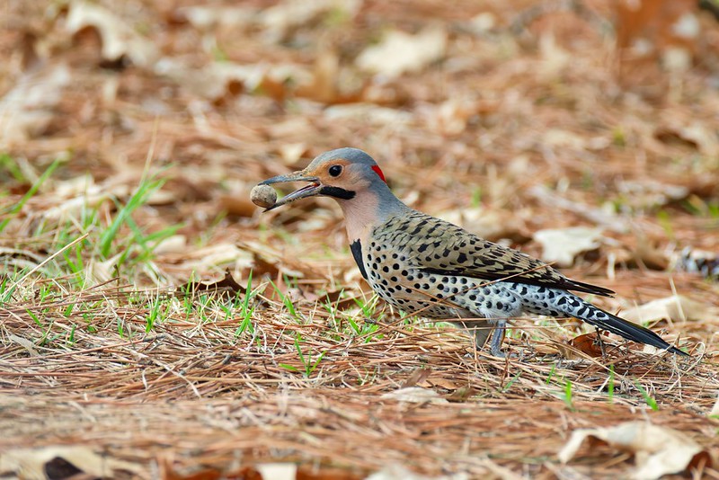 Northern Flicker holding an acorn it pulled from the ground in my yard