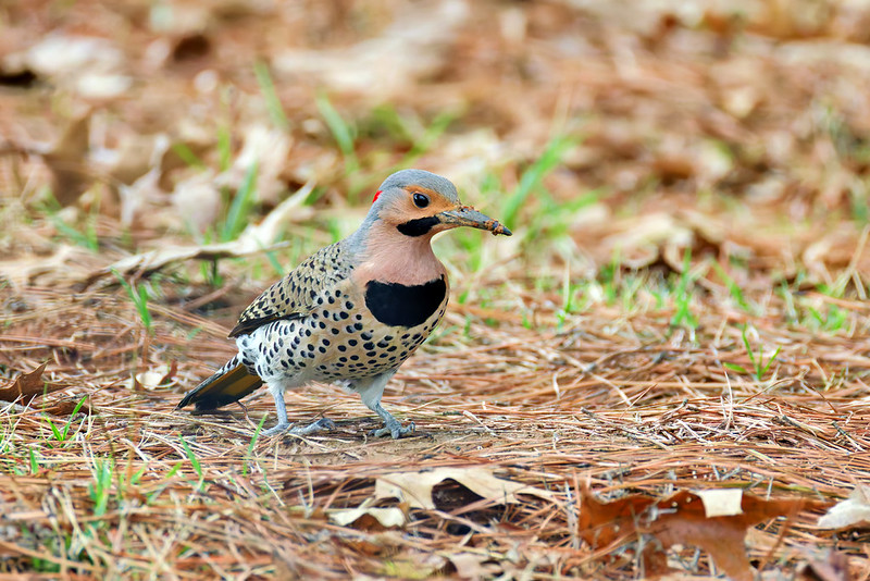 Northern Flicker walking and probing the ground after eating a buried acorn