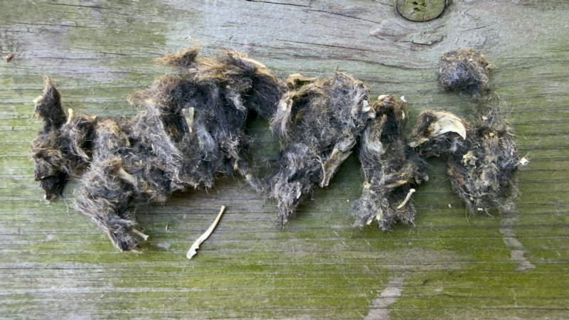 Barred Owl pellet broken apart showing hair and small bones on wooden surface