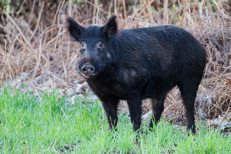 Wild hog pausing and looking toward my truck near the Moody boat ramp at Sequoyah National Wildlife Refuge