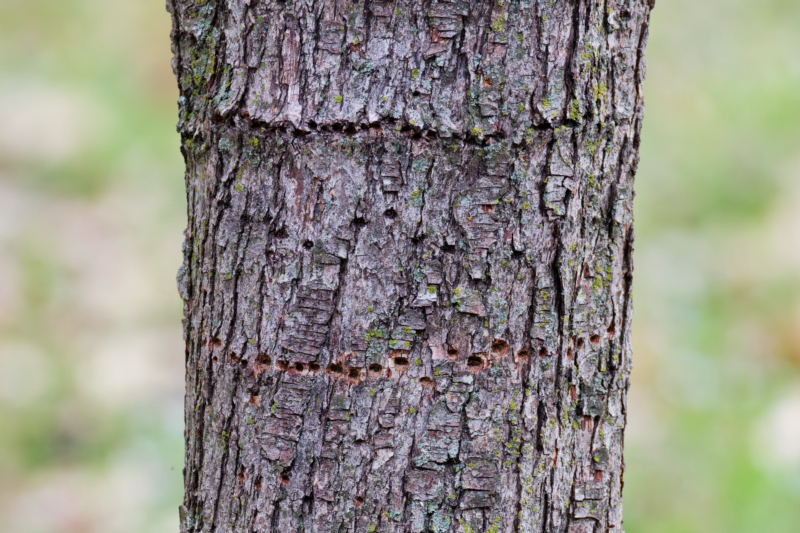 Close view of bands of sap wells drilled around a dwarf pear tree trunk by a Yellow-bellied Sapsucker