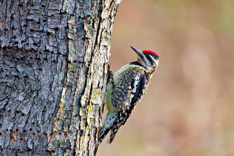Yellow-bellied Sapsucker clinging to a dwarf pear tree trunk in an Arkansas yard with rows of sap wells visible