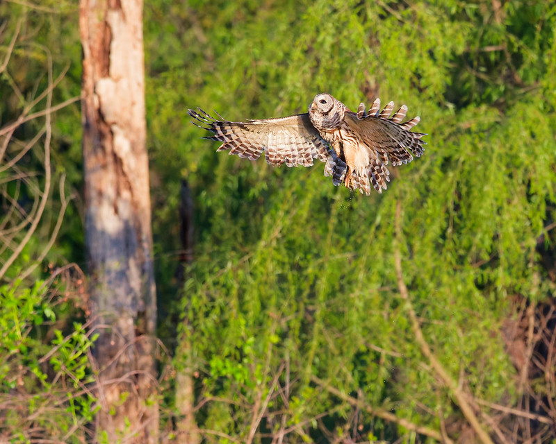 Adult Barred Owl in flight returning through thick cover with prey