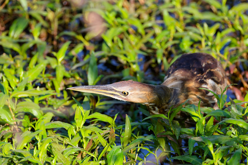 American Bittern stretched forward through marsh plants at Sequoyah National Wildlife Refuge