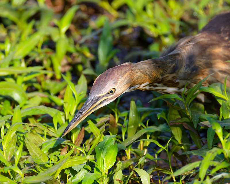 American Bittern crouched low in wet green vegetation at Sequoyah National Wildlife Refuge