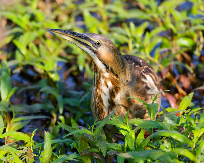 American Bittern standing among wetland plants in morning light at Sequoyah National Wildlife Refuge