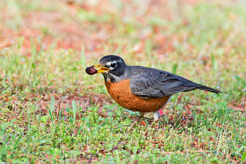 American Robin holding a beetle in its bill while standing in spring grass in Arkansas