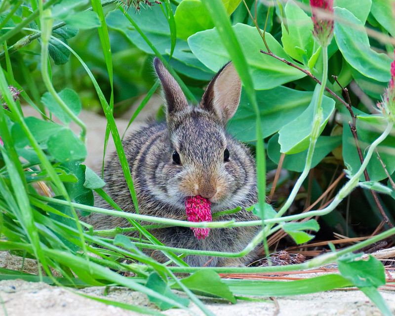 Baby cottontail rabbit kit eating a red clover flower head surrounded by green backyard vegetation