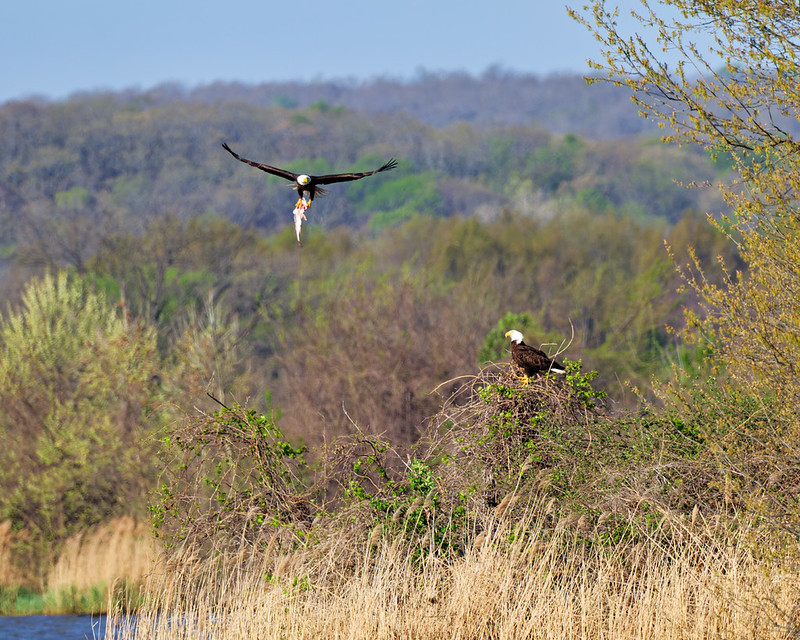 Bald Eagle flying with a fish in its claws at Sequoyah National Wildlife Refuge