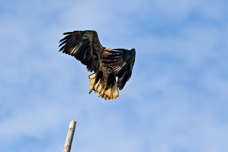 Young eagle peering through its feathers as it lifts from a rough tree limb