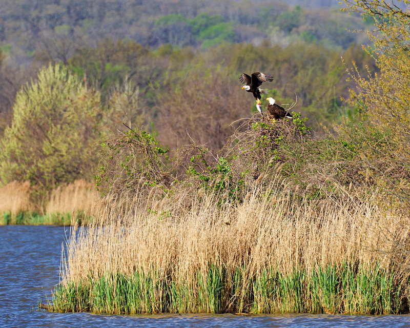 Bald Eagle lifting off from a perch near the river with a large fish in its claws