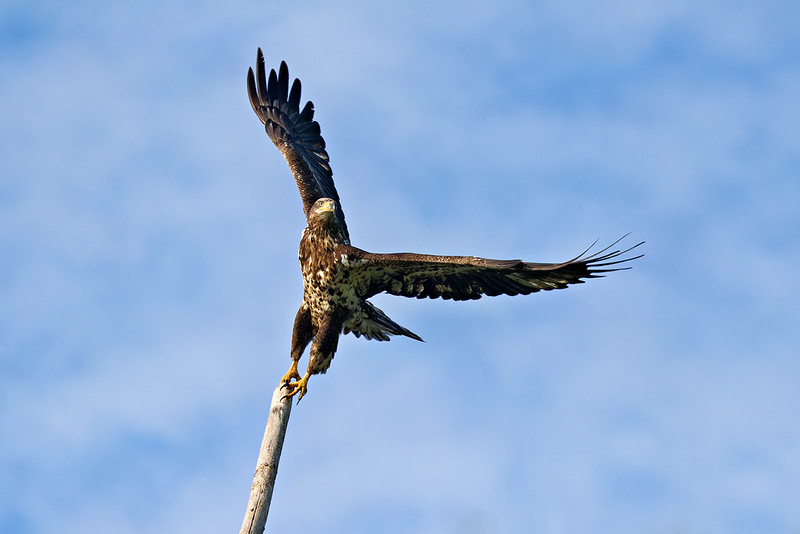 Young Bald Eagle launching from a dead tree limb against a blue morning sky