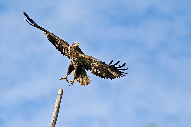 Young Bald Eagle with wings spread as it leaves a broken perch at Sequoyah National Wildlife Refuge