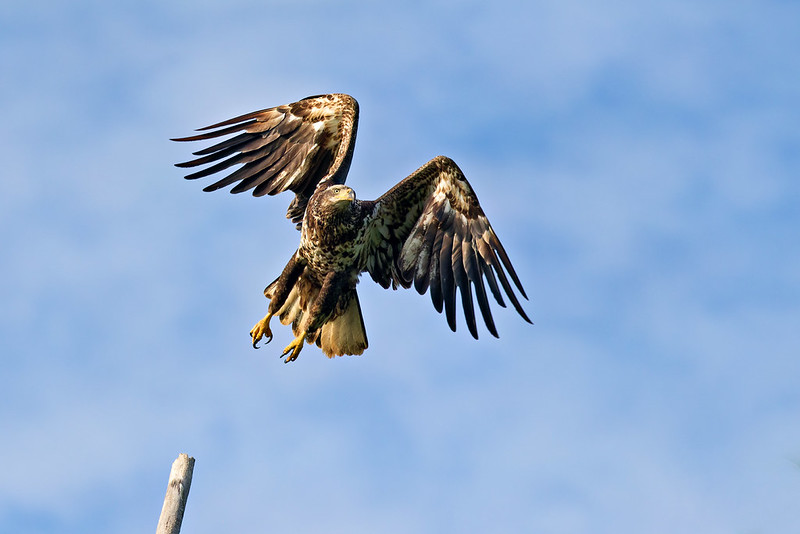 Immature Bald Eagle airborne above an old perch along the refuge auto tour road