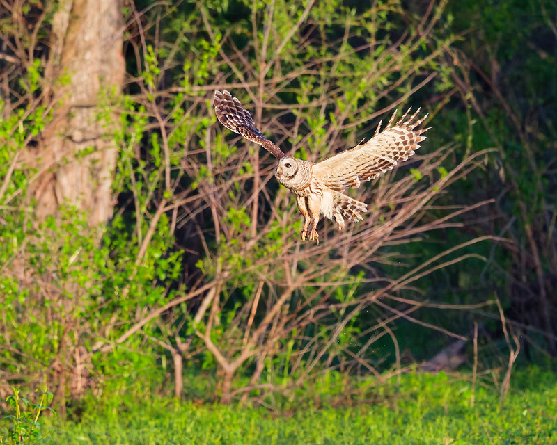 Barred Owl flying low with a crayfish visible in one talon