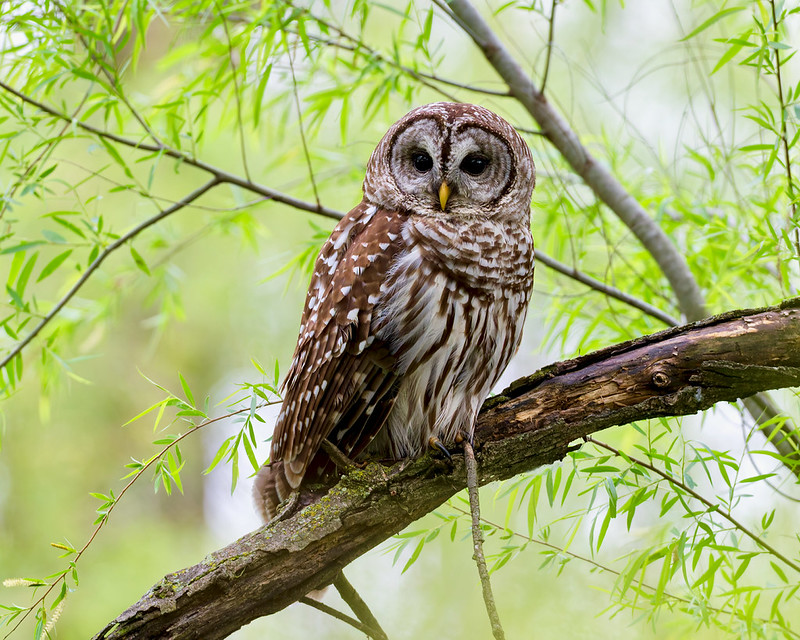 Barred owl perched near the auto-tour route at Sequoyah National Wildlife Refuge