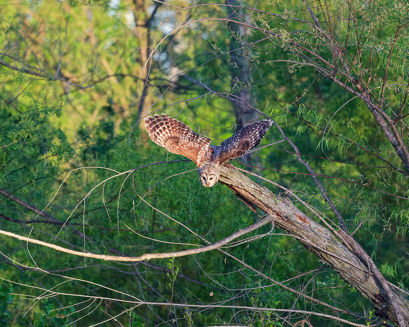 Adult Barred Owl launching from a perch at sunrise in spring woodland