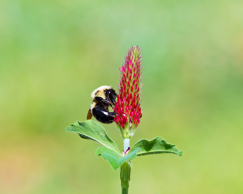 Bumblebee feeding on a red clover spike against a soft green background in an Arkansas backyard