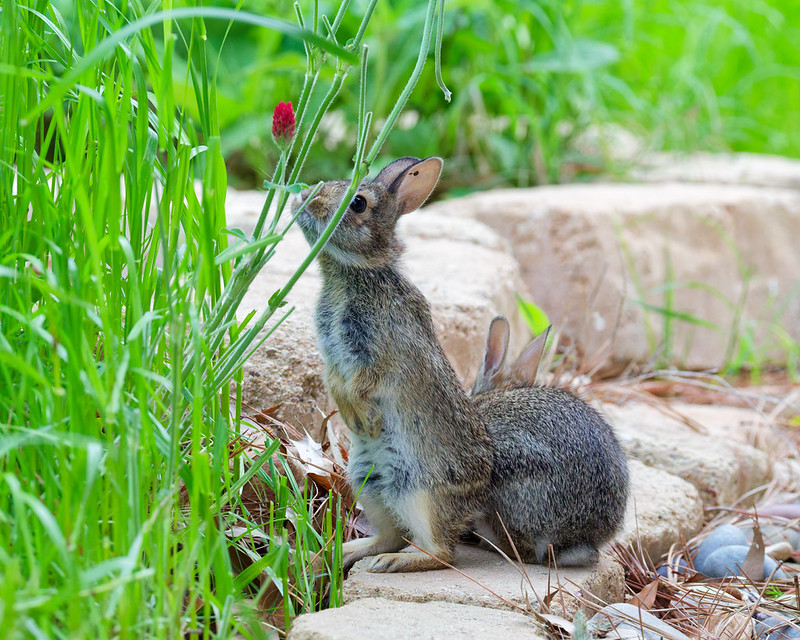 Two young cottontail rabbit kits near red clover in an Arkansas backyard food plot, one standing upright reaching toward the flower