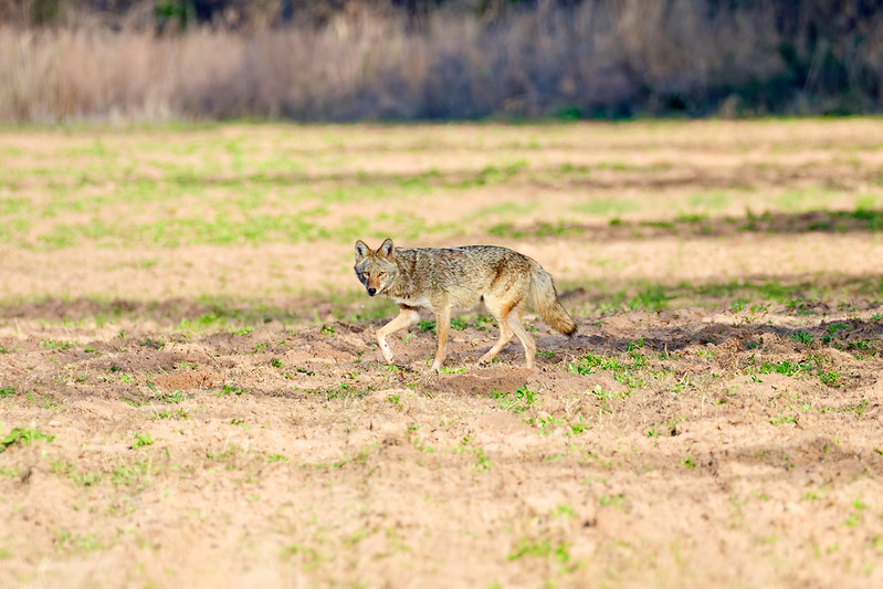 Coyote glancing toward me as it walks through the field near tall weeds