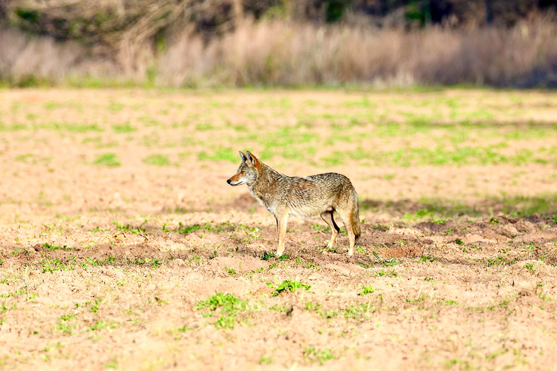 Coyote standing alert in an open field at Sequoyah National Wildlife Refuge