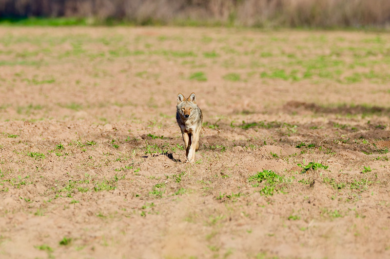 Coyote walking toward the camera across an open field at Sally Jones Lake