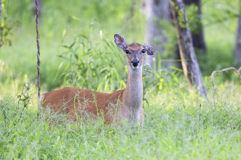 Doe standing in green grass in Fort Smith with an injured ear visible