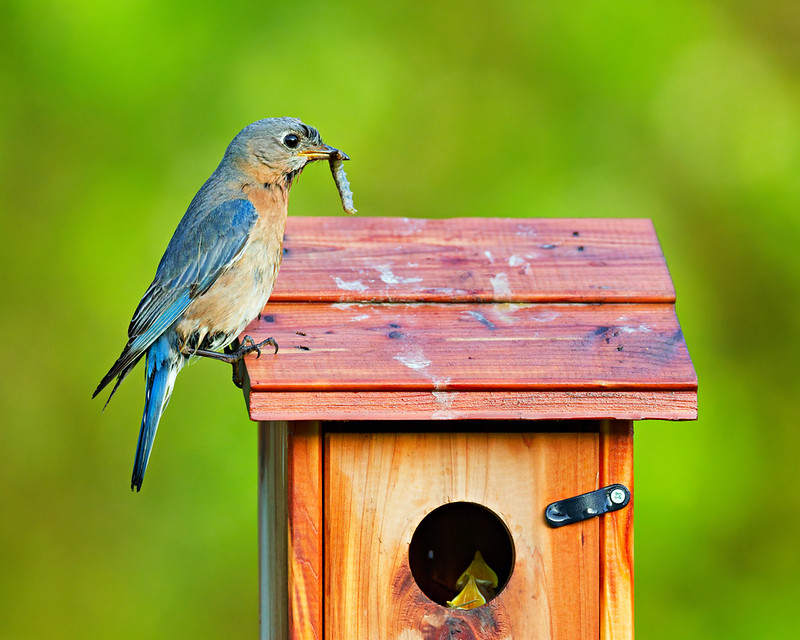 Bluebirds nesting in yard as adult Eastern Bluebird brings food to a nest box