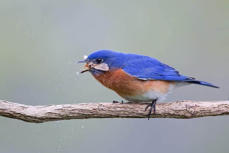 Male Eastern Bluebird working a small moth into its bill on a branch