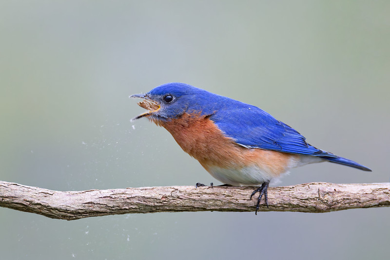 Male Eastern Bluebird swallowing a small moth while perched on a branch