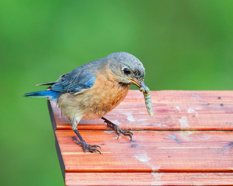 Eastern Bluebird standing on a birdhouse roof with a caterpillar in its bill