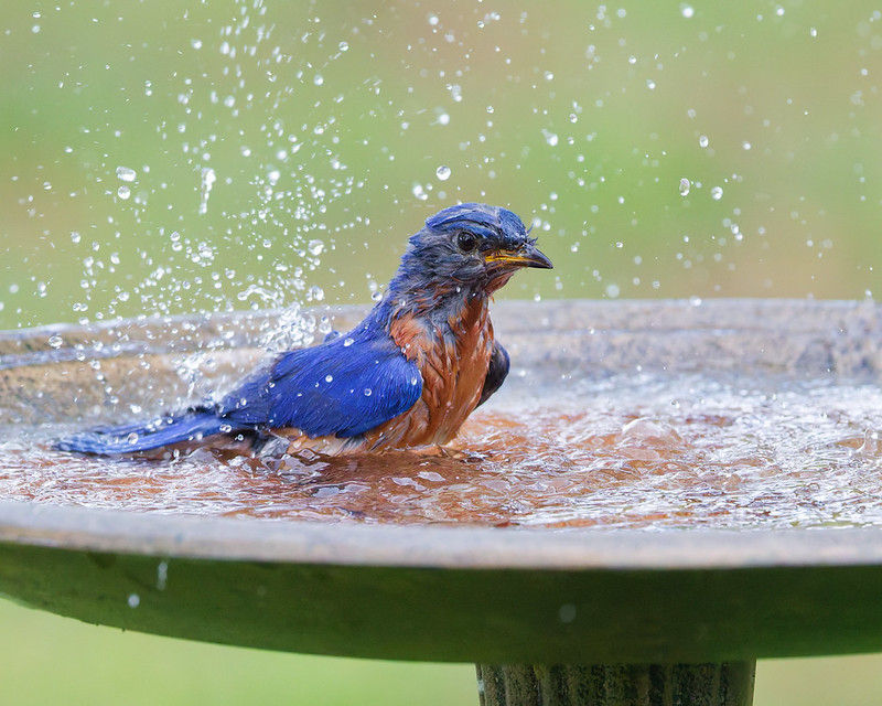 Male Eastern Bluebird splashing in a birdbath during a rain shower in Arkansas