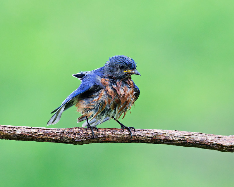 Male Eastern Bluebird soaked from rain perched on a branch in an Arkansas backyard