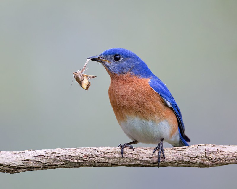 Male Eastern Bluebird holding a small moth while perched in an Arkansas yard