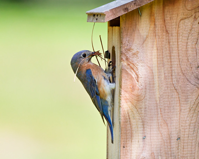 Female Eastern Bluebird clinging to a birdhouse while bringing nesting material inside