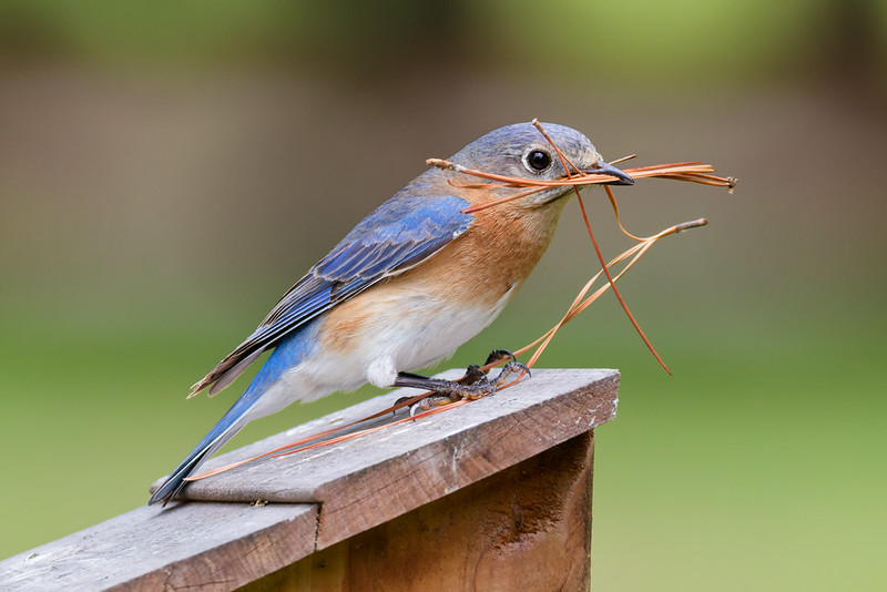 Female Eastern Bluebird carrying pine needles and small twigs for a nest