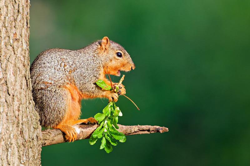 Fox squirrel perched on a tree branch eating a small leafy plant cluster with a green bokeh background