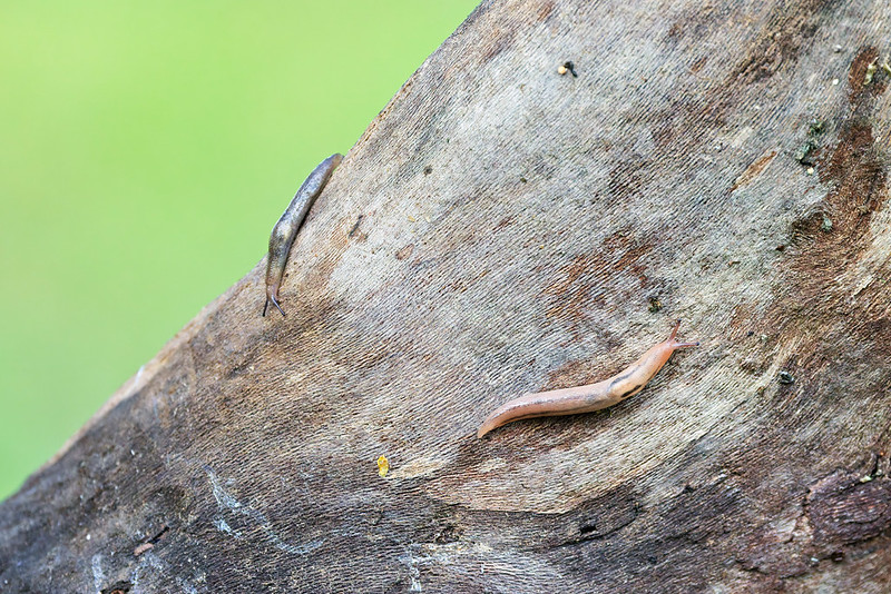 Two land slugs crawling across a weathered log in an Arkansas flower garden