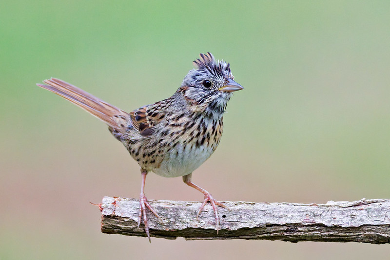 Lincoln’s Sparrow in molt perched on a branch near a backyard feeder in Arkansas