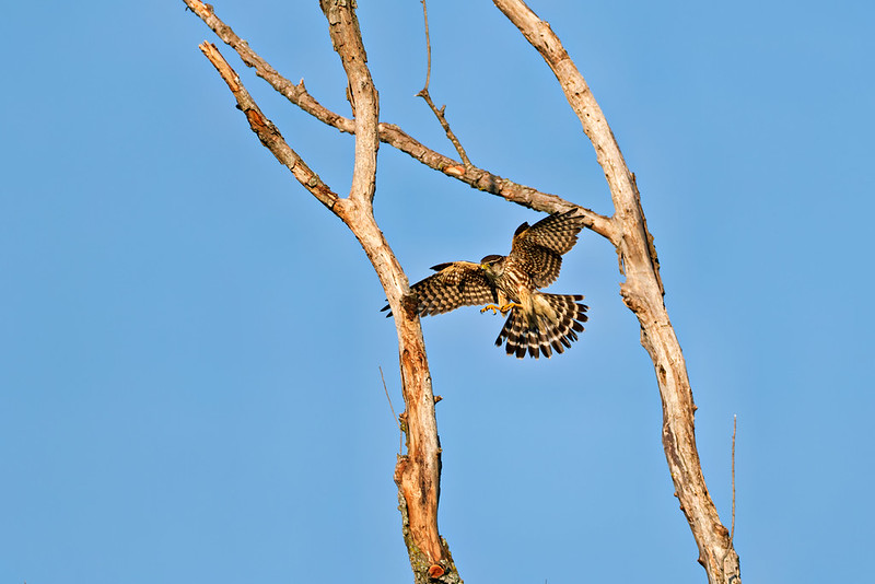 Merlin landing in a dead tree at Sequoyah National Wildlife Refuge in Oklahoma