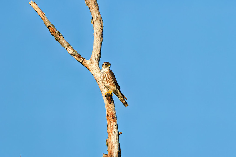 Merlin perched on a dead tree in morning light at Sequoyah National Wildlife Refuge