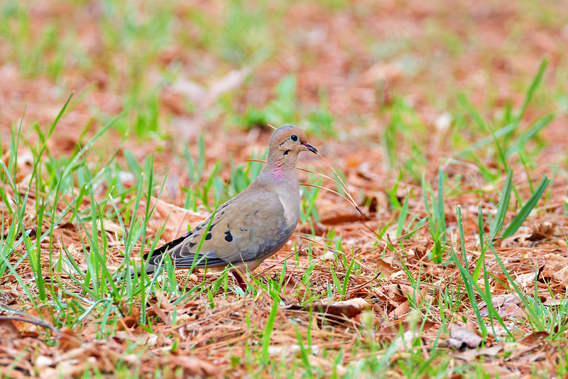 Mourning Dove in an Arkansas yard carrying pine needles for nest building