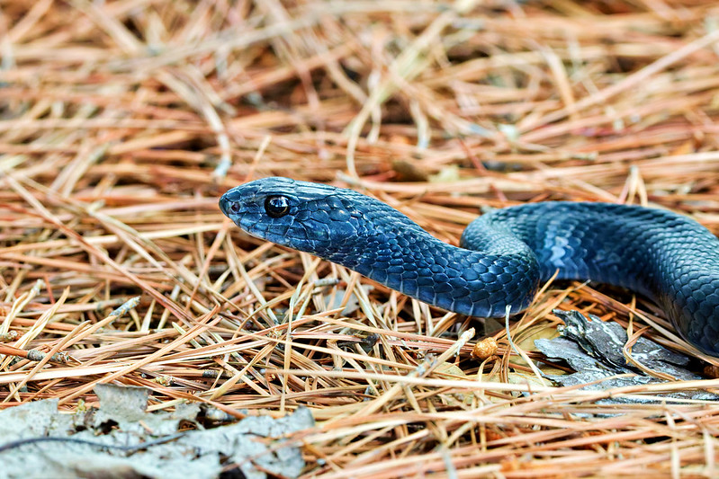 North American Racer moving across pine needles in an Arkansas yard